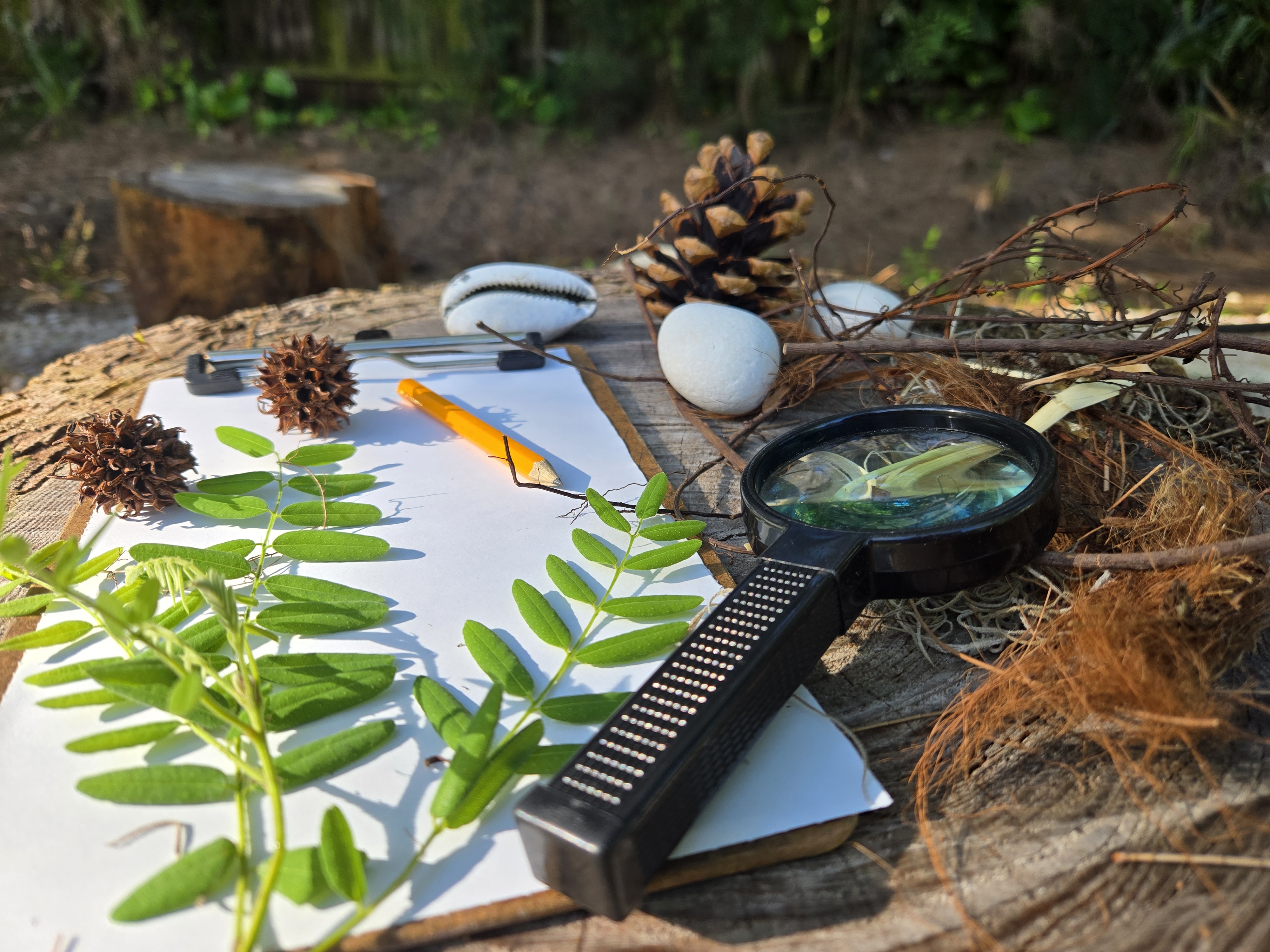 Children learning in nature at Sprout and Sky