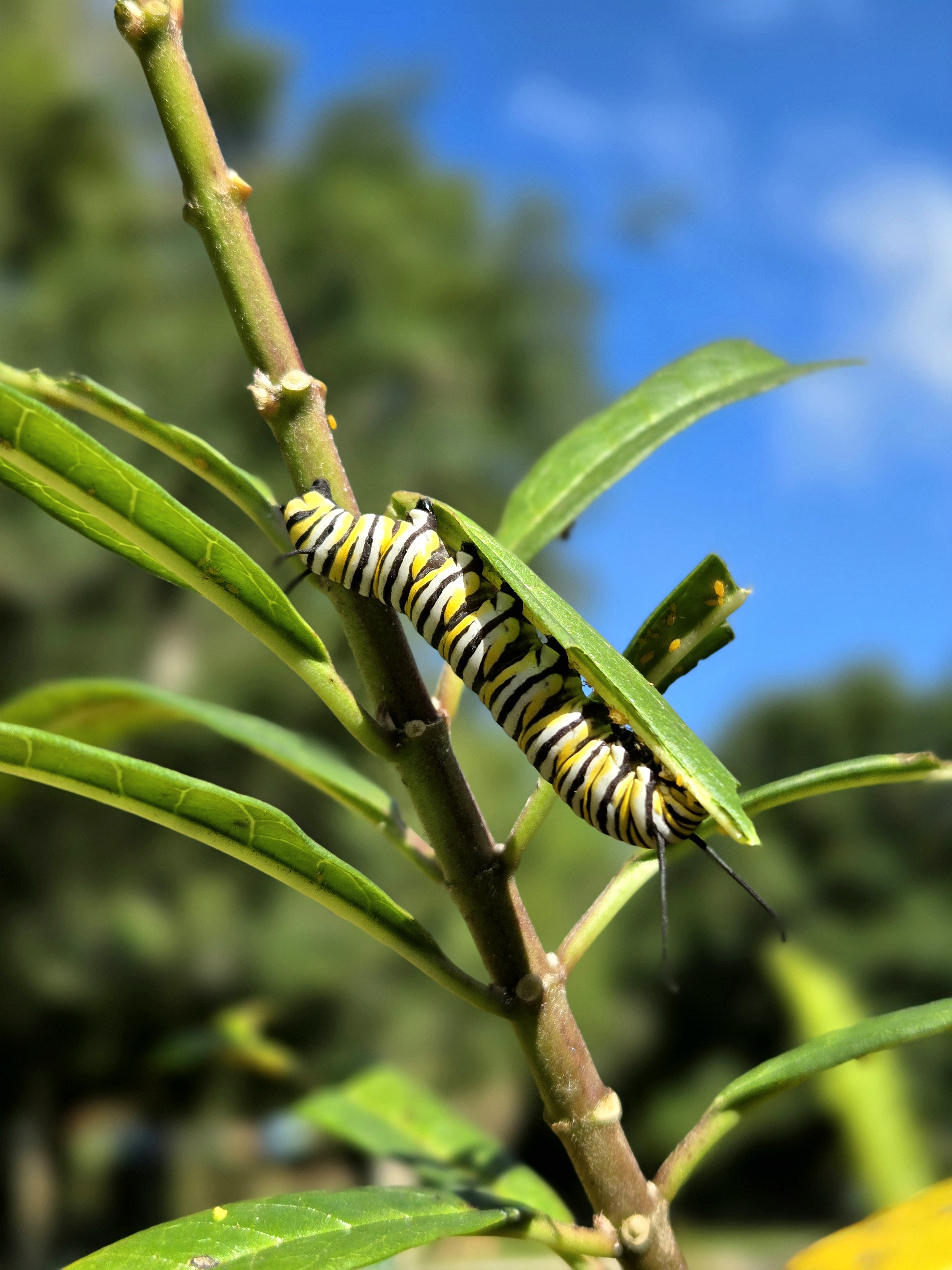 Monarch catterpillar